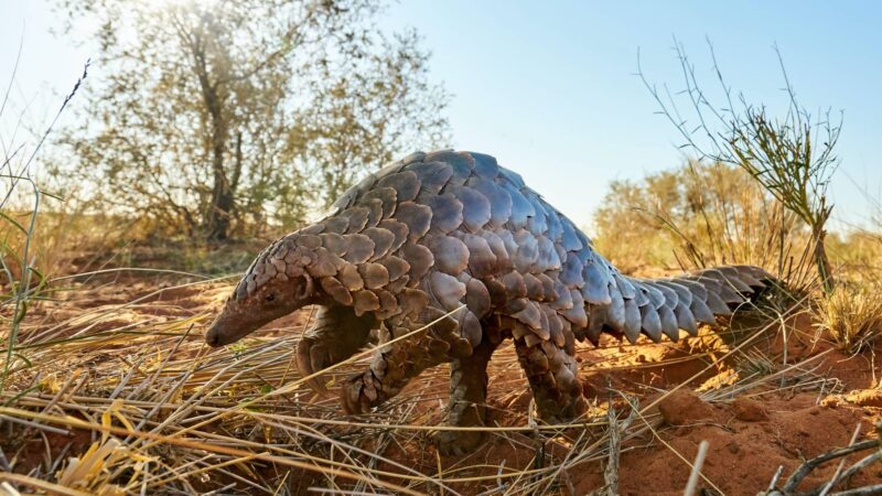 pangolin