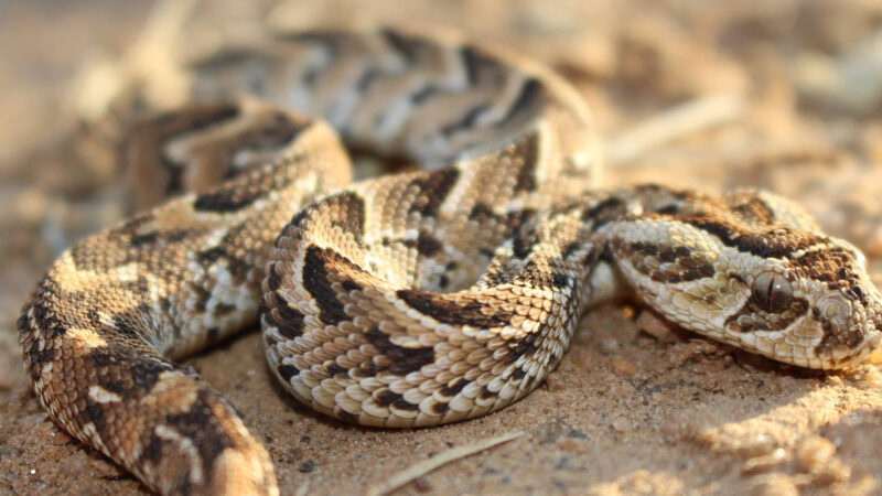young-puff-adder